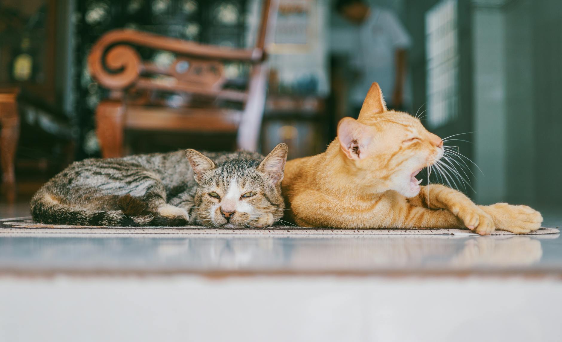 A picture of cats resting on the floor. 
