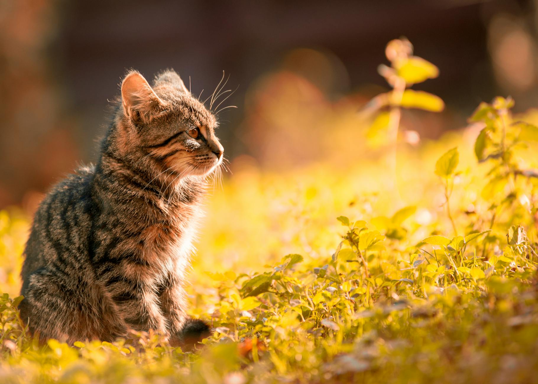 A purely decorative picture of a cat staring at a bunch of leaves.