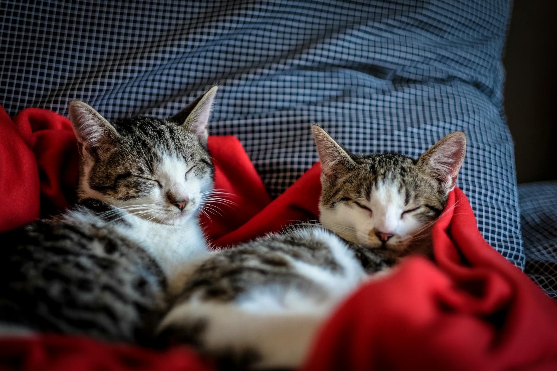 Two cats napping on a red blanket on top of a bunch of cushions. The photo was shot by Francesco Ungaro.